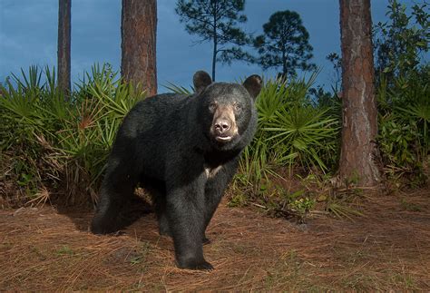 Inspired by a Bear | Florida Wildlife Corridor Foundation