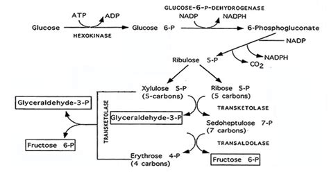 Pentose Fermentation