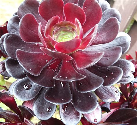 Red succulent | Red succulents, Succulents, Plant decor