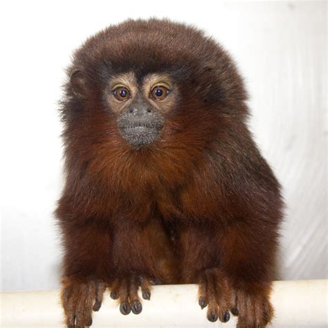 Titi monkey infant - California National Primate Research Center