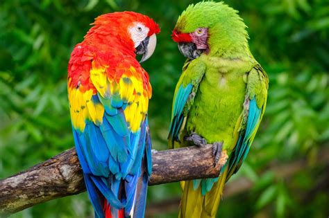 Which macaw species are available in Australia? - Aviculture Hub