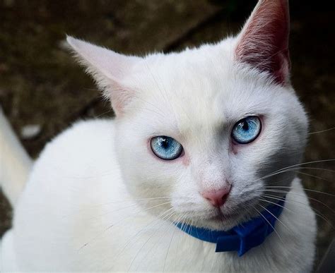 Blue Eyes White Fur Cat