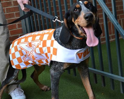 Smokey X, Tennessee Vols mascot. | Live Mascots: Smokey of Tennessee ...