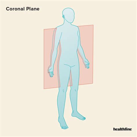 The 3 Anatomical Body Planes and The Movements In Each | Sagittal plane ...