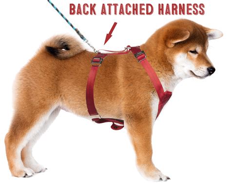 What’s Better For Your Shiba Inu – A Harness or a Collar? - My First ...