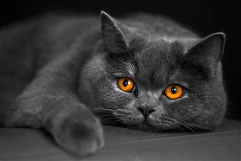 Amber Eyes - Cats & Animals Background Wallpapers on Desktop Nexus ...