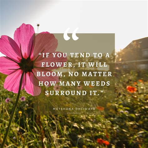 Discover the Beauty of Flower Quotes