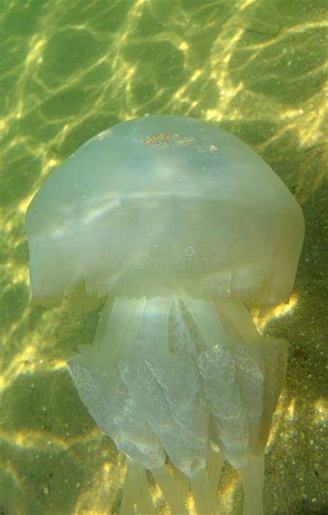 Marine Jellyfish, in a Natural Habitat Stock Photo - Image of jelly ...