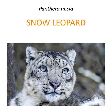 Snow leopard conservation program – Fundacja Zoo Wrocław DODO