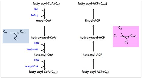 Fatty Acid Synthesis