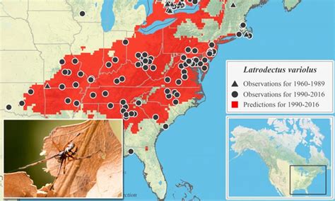 The Impact of Climate Change on the Distribution of Black Widow Spiders