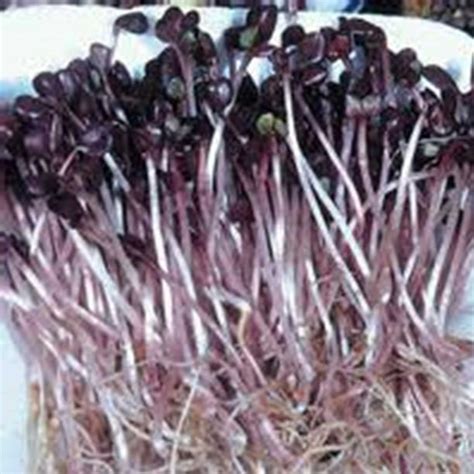 Sango Purple Radish Microgreen Seeds - 5 Lb Bulk - Non-GMO Sprouting ...