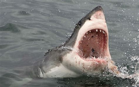 Shark Attacks at San Diego Beaches - Thrillist