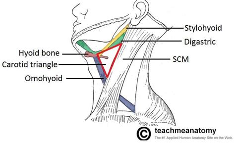 Carotid Anatomy Diagram