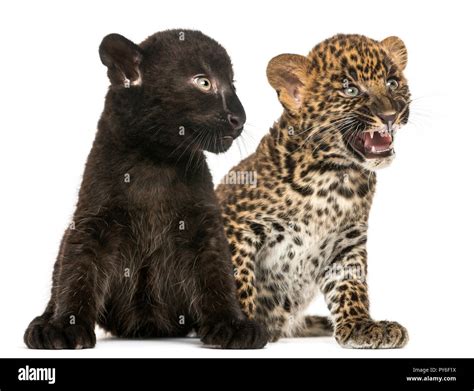 Black and Spotted Leopard cubs sitting next to each other, isolated on ...