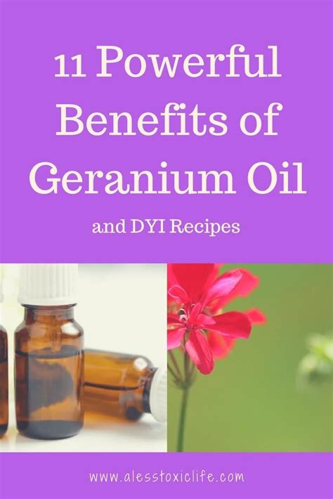 11 Powerful Geranium Essential Oil Uses and Benefits - | Geranium ...