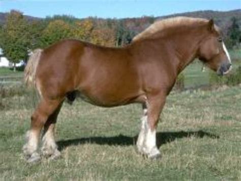 Belgian Horse Breed