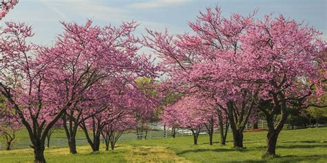 Best Redbud Tree Guide - How to Plant and Grow Redbud Trees