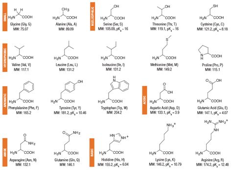 Amino Acid Structures | NEB