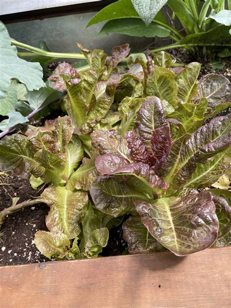 Growing Lettuce in a Greenhouse - Growing Spaces Greenhouses