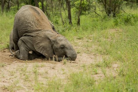 Go Home Elephants, You're Drunk | HuffPost