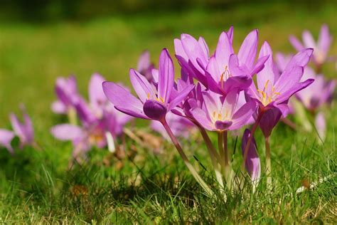 Autumn crocus: toxicity, cultivation & care - Plantura