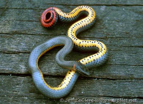 Ring-necked Snake (Diadophis punctatus) – Amphibians and Reptiles of Iowa