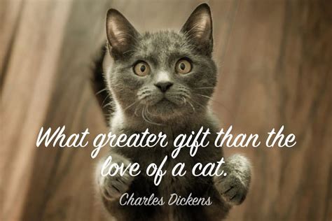 79+ Best Cat Quotes - Famous, Funny & Inspirational Quotes!