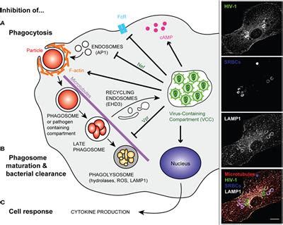 Frontiers | Defective Phagocytic Properties of HIV-Infected Macrophages ...