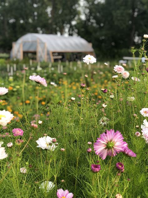 Farm Tours — FEEDER FLOWER FARM