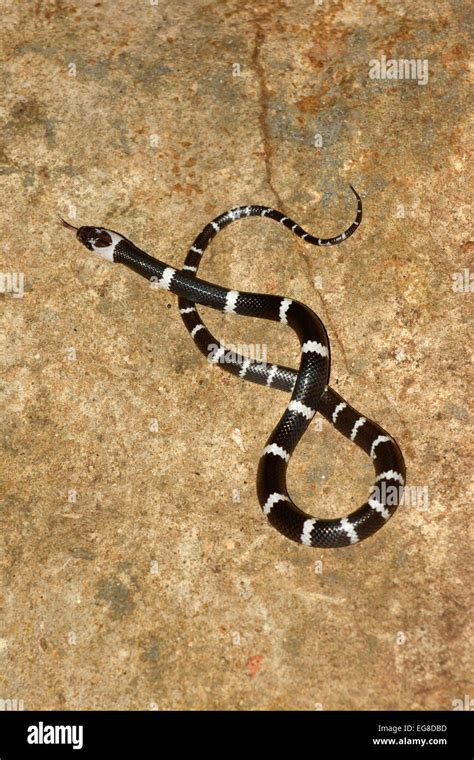 Black And White Striped Sea Snake Bali