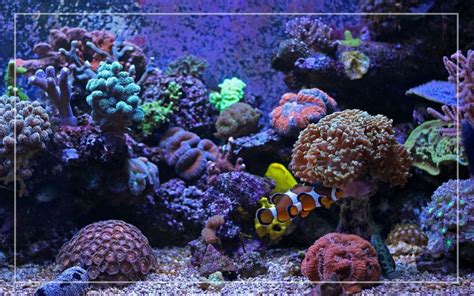 Clownfish Tank Setup - Guide for Beginners