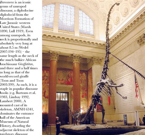 Mounted cast skeleton of Barosaurus referred specimen AMNH 6341, in the ...