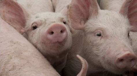 Farmers look to pig poo to boost revenues - BBC News