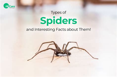 Types of Spiders and Interesting Facts about Them | HiCare