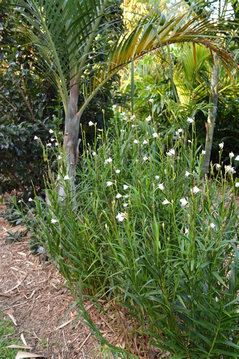 Arundina graminifolia (Bamboo Orchid)