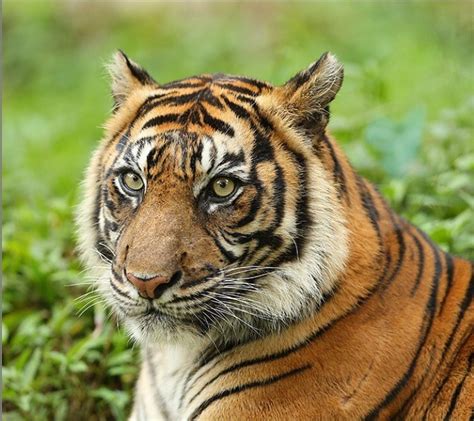 Konservasi Harimau Sumatera di Taman Safari Indonesia