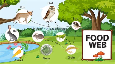 Free Vector | Food chain diagram concept on forest background