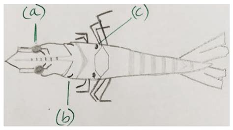 Marine Biotechnology Questions and Answers - Fish Genetics - Broodstock ...