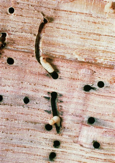 Wood Beetle Larvae Photograph by Dr Jeremy Burgess/science Photo Library