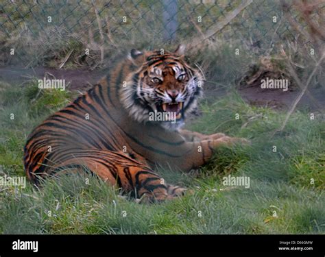 Sumatran Tiger roaring Stock Photo - Alamy