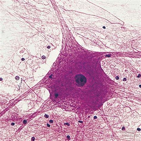 Nerve cell, Microscopic photography, Medical illustration