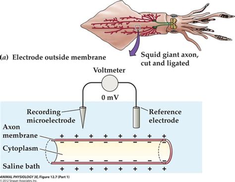 Behavioral Neuroscience Exam 2 Flashcards | Quizlet