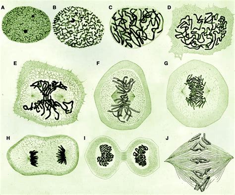 Mitosis Stages Under Microscope