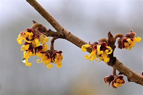 Witch Hazel Hamamelis Flower - Free photo on Pixabay - Pixabay