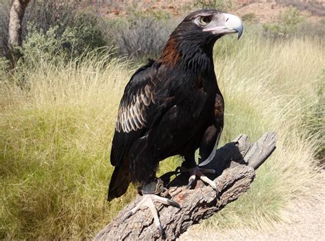 Wedge-tailed Eagle – Ausemade