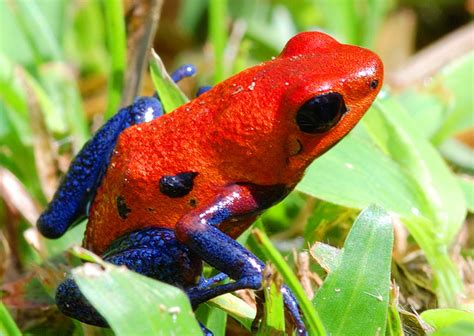 All About Animal Wildlife: Strawberry Poison Dart Frog Facts and Images