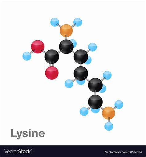 Molecular omposition and structure of lysine lys Vector Image