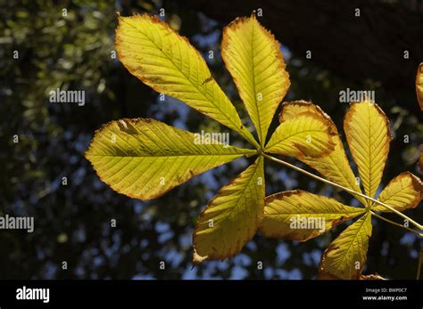 Horse chestnut tree with Autumn leaves Stock Photo - Alamy