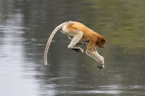 Proboscis monkey jumping into river Tanjung Puting Borneo